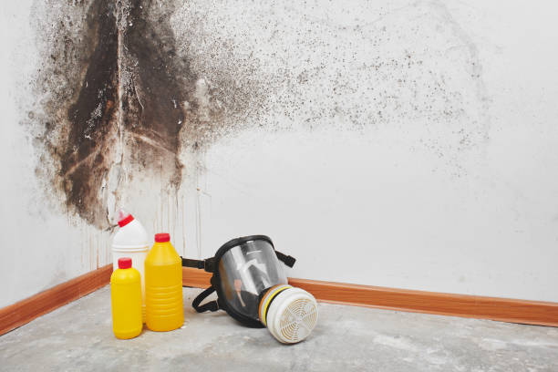 Best Emergency Mold Removal  in Balmville, NY