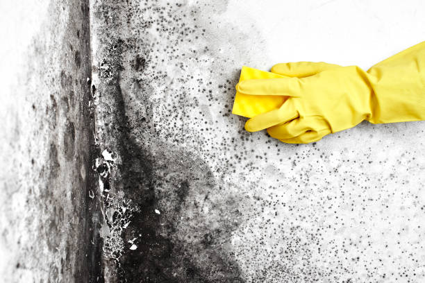 Best Home Mold Removal  in Balmville, NY