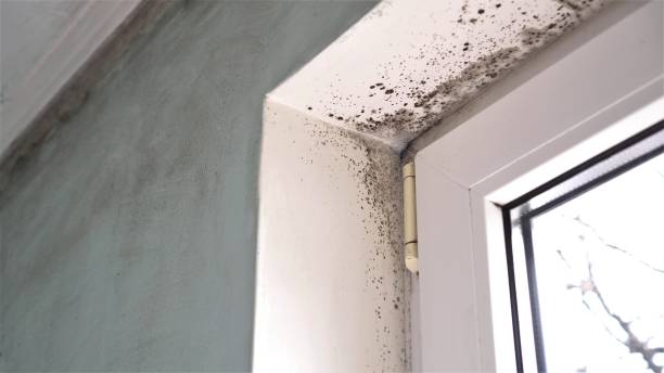 Best Home Mold Removal  in Balmville, NY