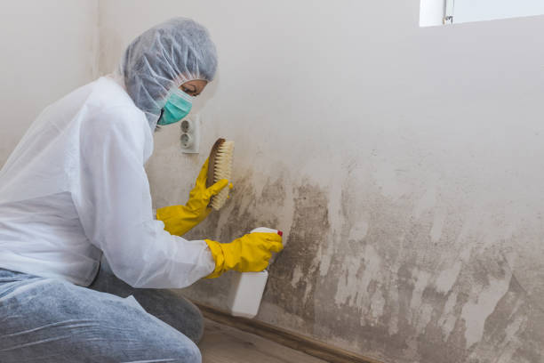 Best Crawl Space Mold Removal  in Balmville, NY