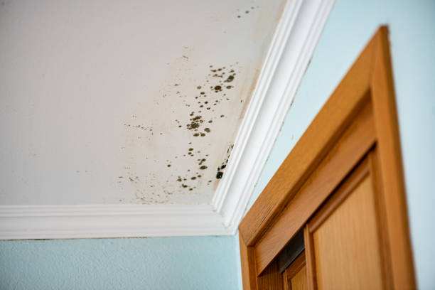 Best Emergency Mold Removal  in Balmville, NY