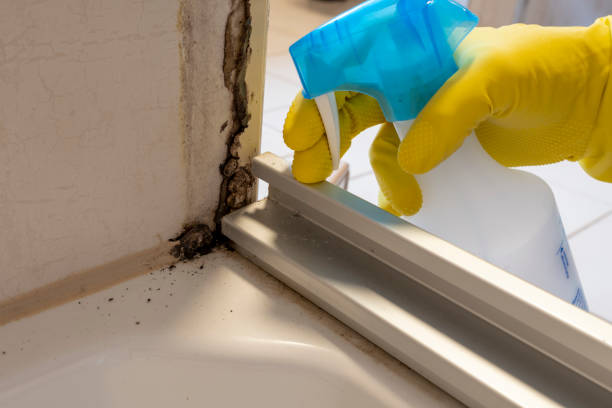 Best Best Mold Removal Companies  in Balmville, NY