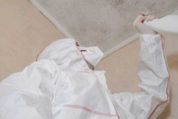 Best Black Mold Removal  in Balmville, NY