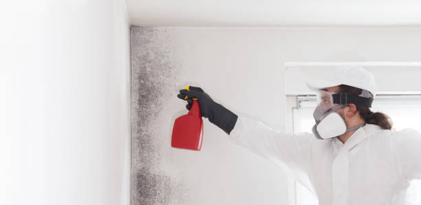 Best Mold Removal Near Me  in Balmville, NY