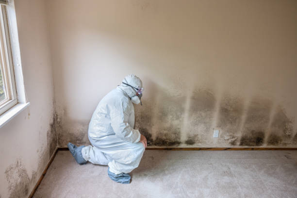 Best Mold Inspection  in Balmville, NY